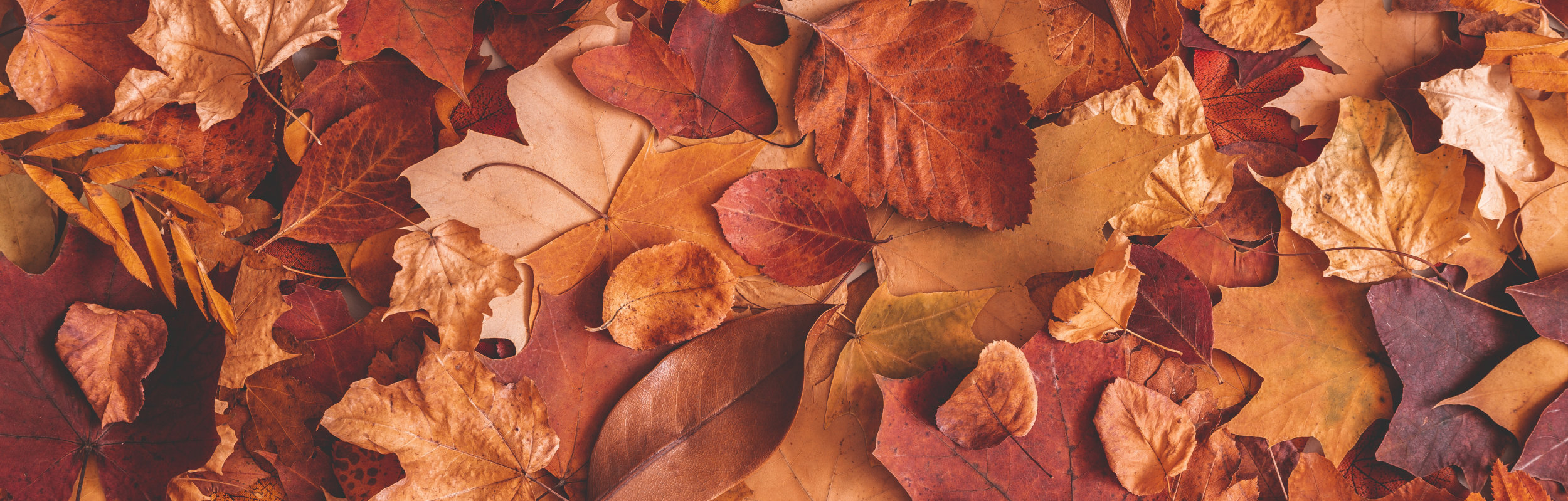 Herbstbild, braune Blätter