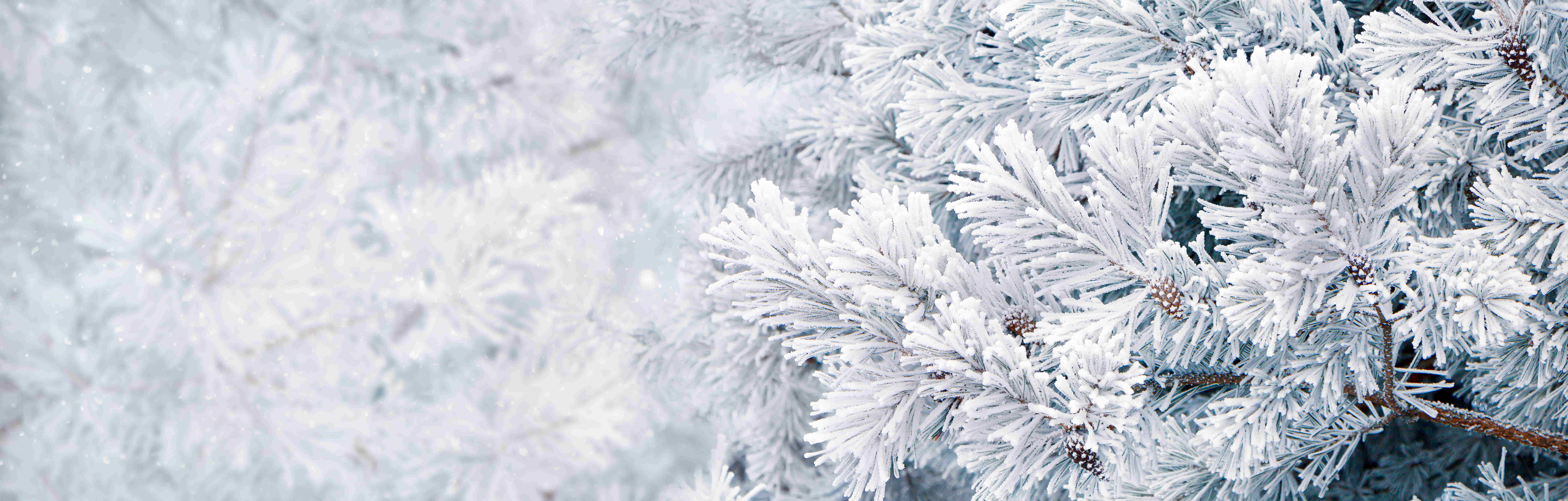 Winterbild, schneebedeckte Zweige